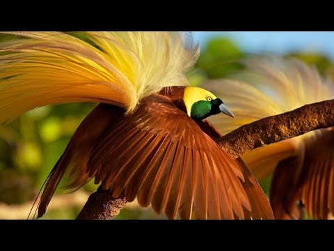 Неизведанная Мексика / Wild Mexico | HD |