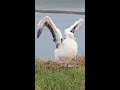 A Series of Wing-stretches For the #RoyalCam Albatross Chick
