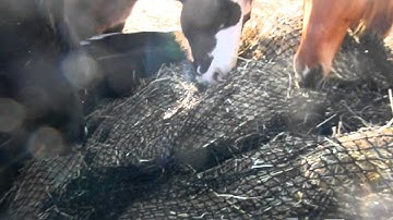 1 1/4 in Large Bale Cinch Net SF.MOV