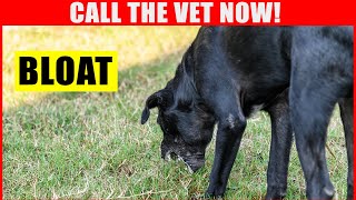 If THIS Happens to Your Dog, Call the Vet Immediately (BLOAT  The Number One Killer of Dogs)