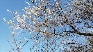 Plum trees in bloom in spring by Fantastic variety of nature 3 views 2 weeks ago 1 minute, 4 seconds