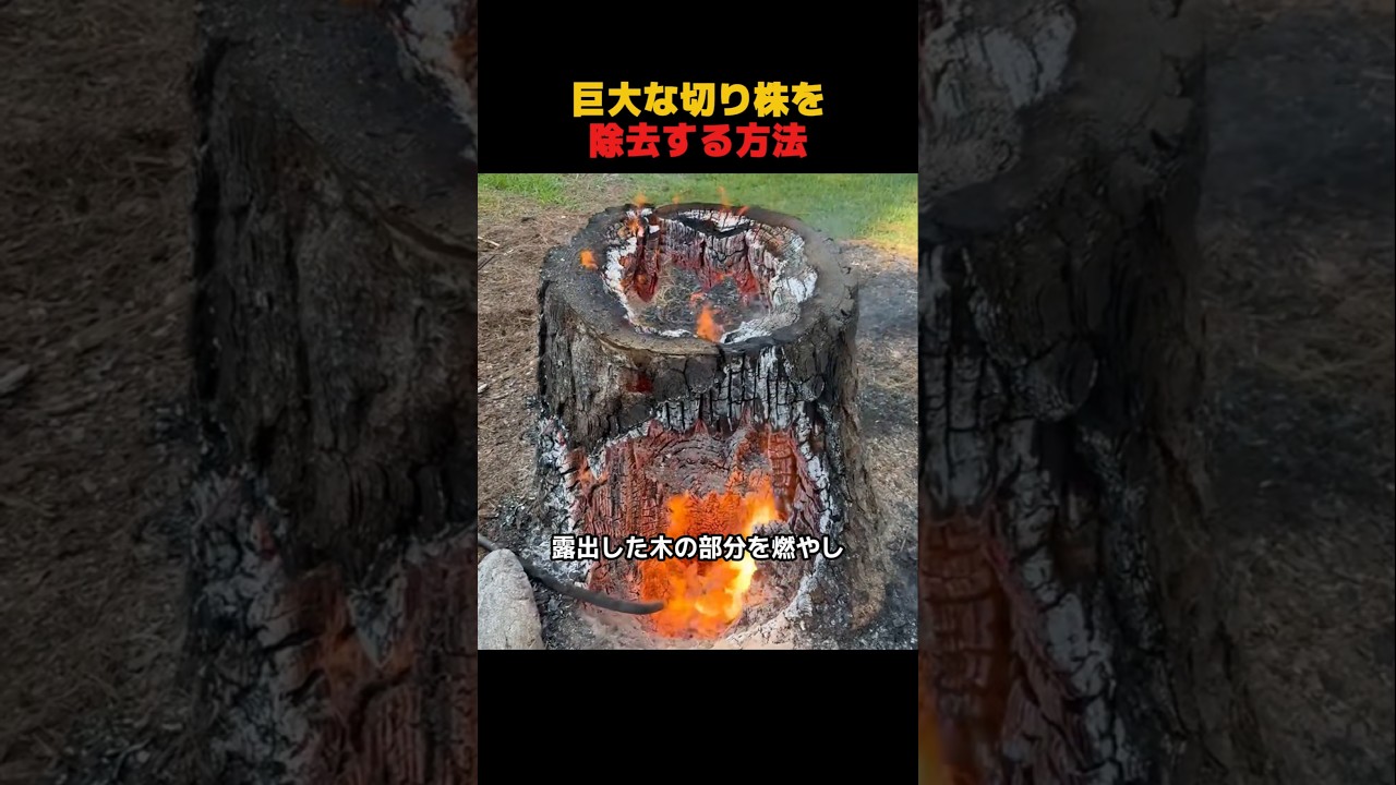 How to Remove Giant Tree Stumps - YouTube