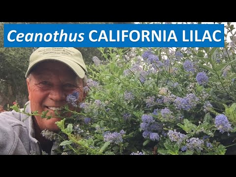 Видео: Калифорниа голт борын ургалт: Калифорниа голт борыг цэцэрлэгт хаана тарих вэ
