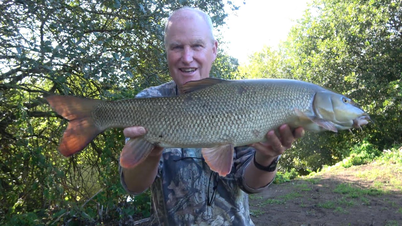 Barbel fishing Hampshire Avon, 2 barbel in 2 hours