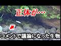 この生物、ずっと勘違いしてました…正体が判明【エビ飼育】