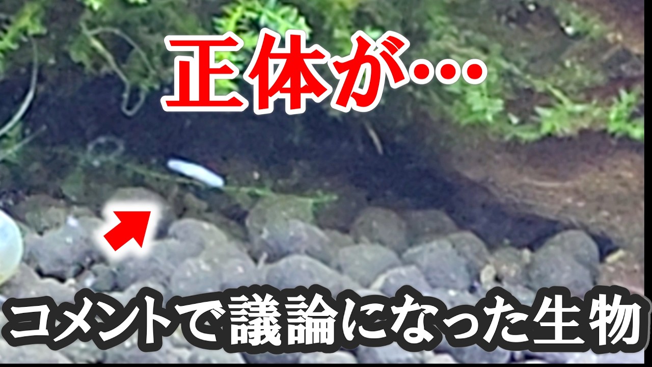 この生物、ずっと勘違いしてました…正体が判明【エビ飼育】