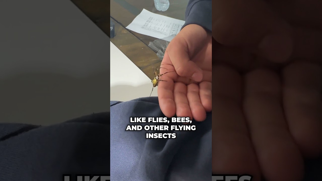 Желтые садовые пауки плетут удивительные паутины!