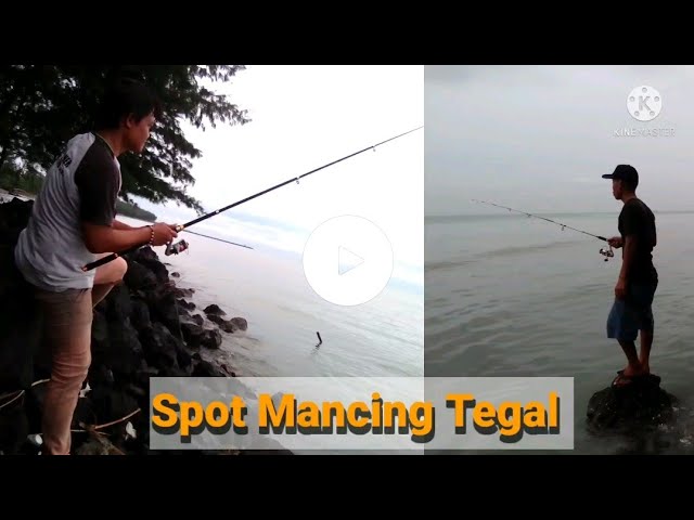 Mancing Houbah,  Pantai Bongkok Kramat Tegal, Berburu ikan laut @andikobra79 class=