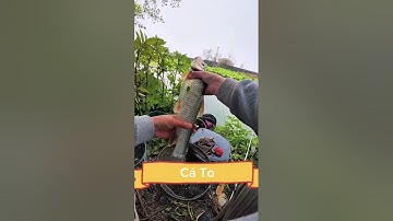 Câu cá tự nhiên ở đây xem có gì / Phần 30 / Săn Cá Tv