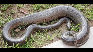 Anaconda Enters Chicken Coup to Feed, Catches 2 Birds at Same Time | mana time | మన టైం