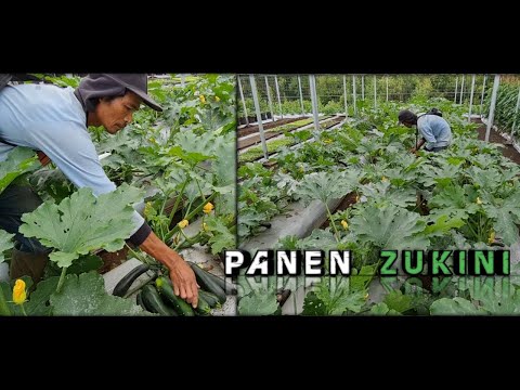 Panen Zukini (Zucchini) | BUTANI CHANNEL