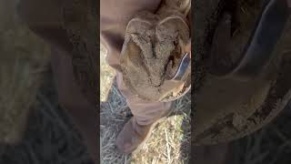 Celebrity How to Pick a Hoof with Farrier Darren Owen: Part 1#hoofcare #horse #horsecare Profile