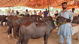 Malumor Pashu Mandi Kurbani Katiya Katre Jhote Murra Katri Mandi