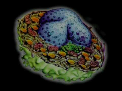 Фильм Строение Клетки