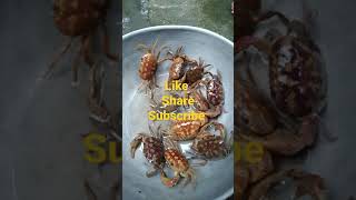 Beautiful Nattu Nandu shorts