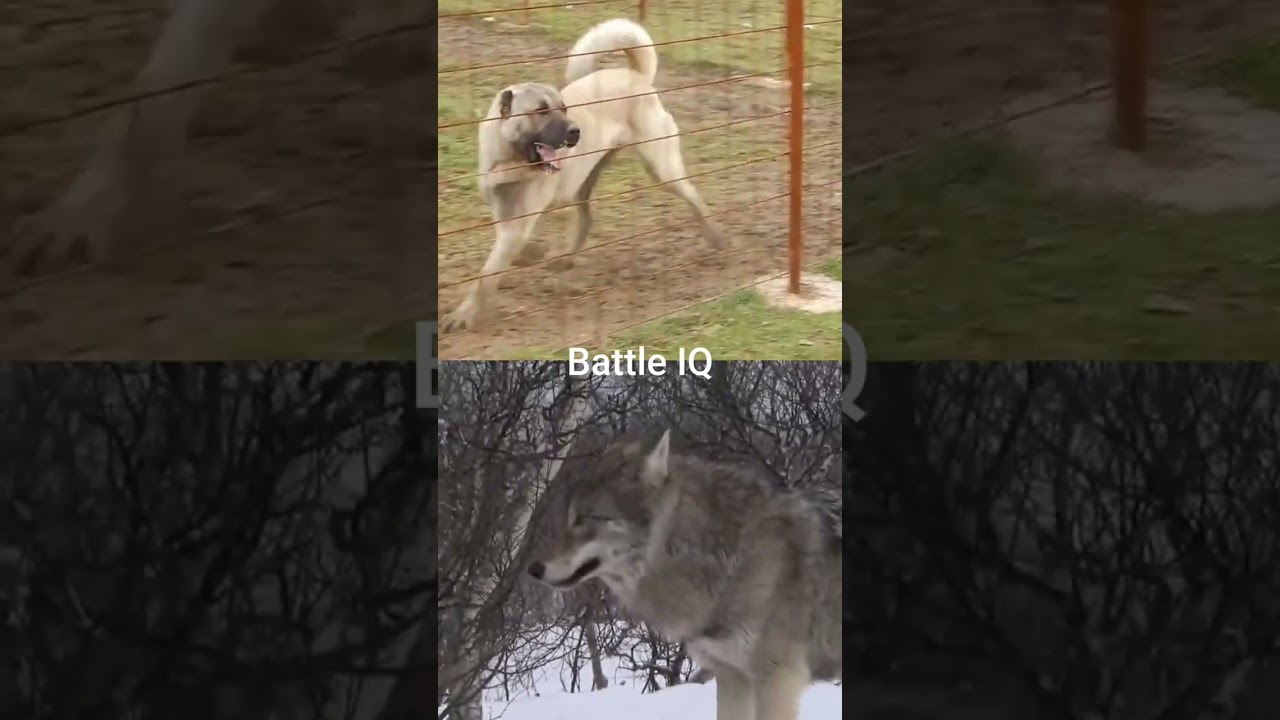 Turkish Kangal vs Gray Wolf (Eurasian) 