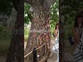 カンボジアのキリングフィールド！アウシュビッツを超える犠牲者の数、、、怖さもやばいけど見てね。#キリングフィールド #カンボジア #ポルポト #killingfields