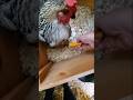 They are Lying to You! Kind of. #chickens #backyardchickens