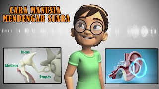 Indra Pendengaran Telinga; Struktur dan Mekanisme Pendengaran Manusia Indra Pendengaran Telinga; Struktur dan Mekanisme Pendengaran Manusia