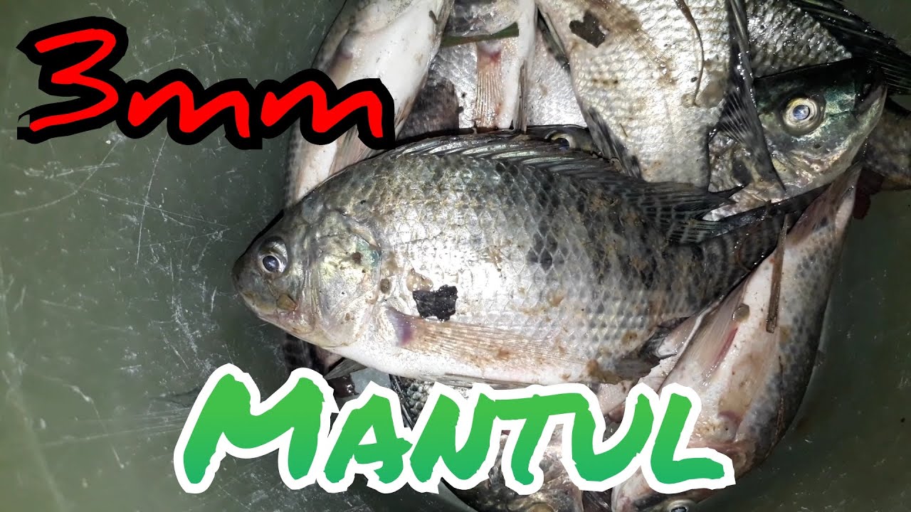 tes setrum ikan platina kawat 3mm suplai 32a, hasilnya bikin pegel