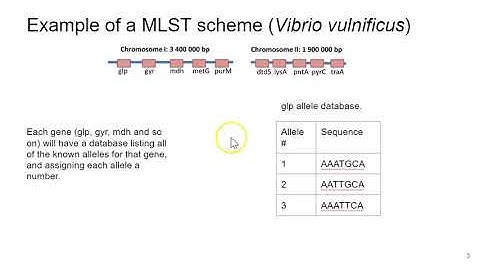 What is multi locus sequence typing