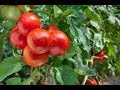 Как выбрать томаты для открытого грунта