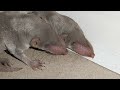 Indian Mole Rats