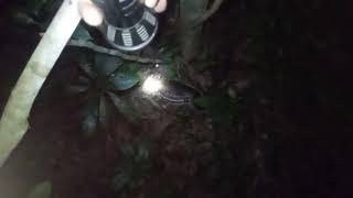 Paca abatida tatu mecheno nela