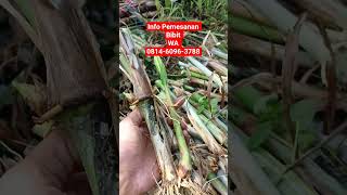 spill tipis-tipis bibit rumput Biovitas #biovitas #rumput #bibit #bankpakan