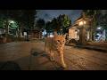 夜の公園へ行くと猫ちゃんが待っていてくれました