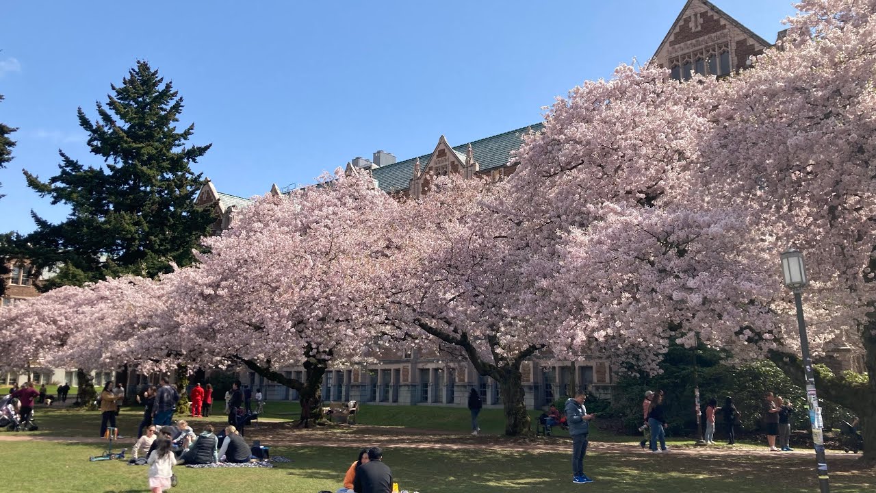 UW Cherry Blossom YouTube