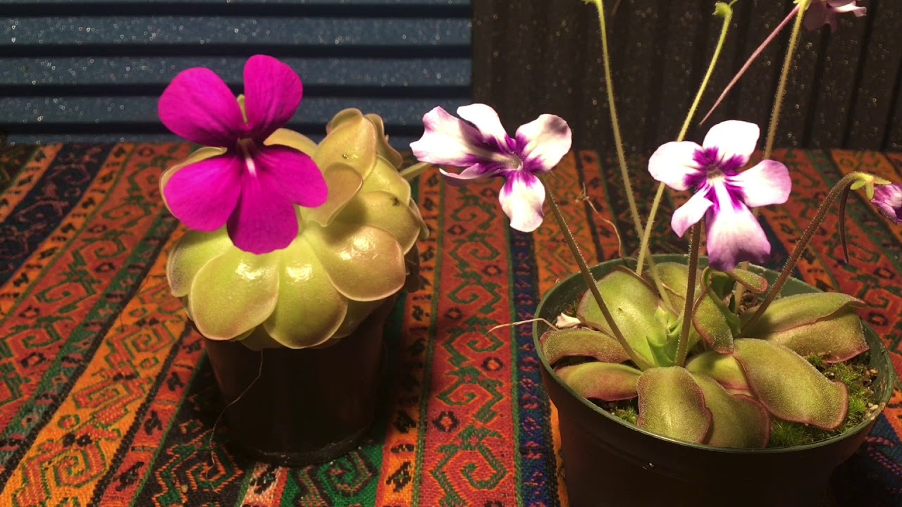 How to Pollinate Mexican Pinguicula
