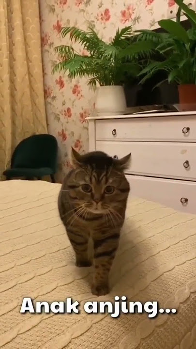 kucing ngomong anak anjing part2