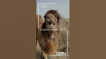 سورة الطور : الآيه  21 - 24