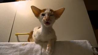 Talking Oriental Shorthair kitten (Massimo)