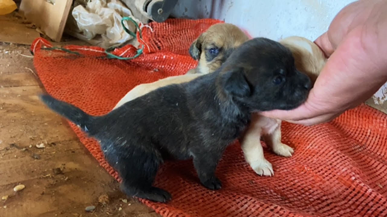 Ого, это так неожиданно. В моем подсобном помещении живут собака 🐕 и три милых щенка 🐶. 🐶🐶❤️❤️☺️☺️