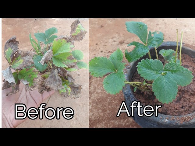 What Causes Strawberry Plants To Wilt?  