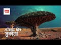 এলিয়েন দ্বীপ সুকাত্রা | আদ্যোপান্ত | The Alien Beauty Of Socotra Island