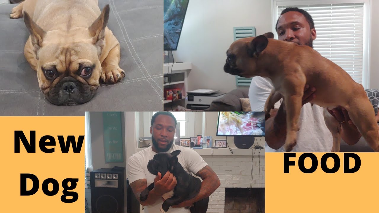 pro plan french bulldog