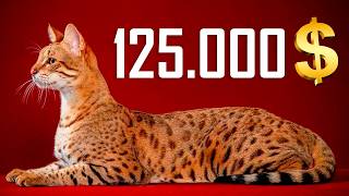 These 10 CATS Are Worth More Than Your House!