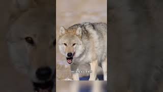 囂張的野狼又來抓捕綿羊了#野生動物零距離 #內容啓發搜索