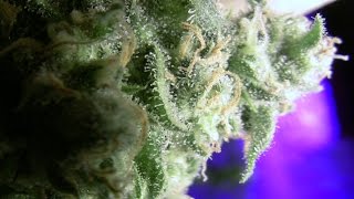 Feb. Bud Porn 2015 Motivational Trichome Cultivation