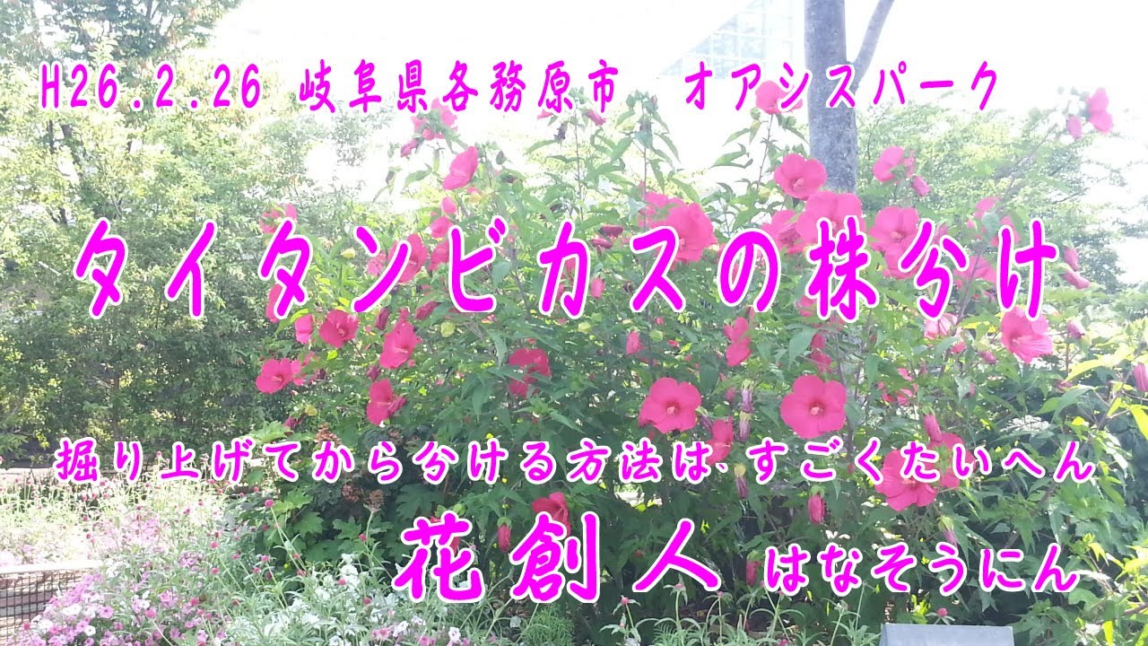 ちょっと大変な タイタンビカスの株分け 花創人はなそうにん岐阜愛知寄せ植えハンギングバスケット教室 Youtube