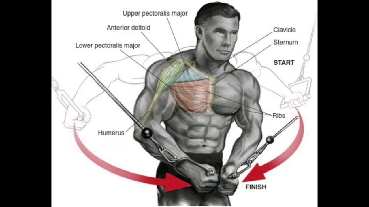 CABLE CROSSOVER FLYS YouTube