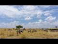 Chapter 24: This Is What a "Budget" $300 Maasai Mara Safari Is Like (Maasai Mara, Kenya)