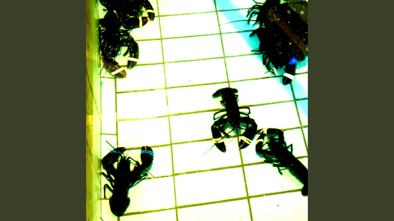 Watch Hedgehog on YouTube Watch Hedgehog on YouTube