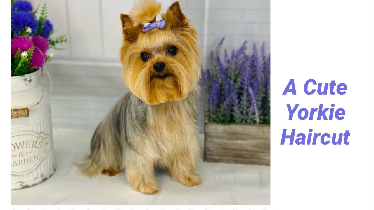 Pin on Yorkie puppy haircuts