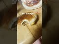 EAT A #burger EAT A #frechfries #funny #foryou #fyp