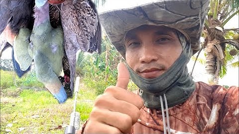 Berburu Burung|| Ruak Ruak, Sintar, Punai, dan Tekukur