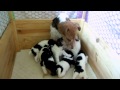 BEBES FOX-TERRIERS POIL DUR